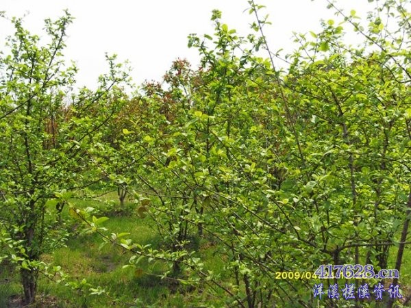 SDC12888.JPG