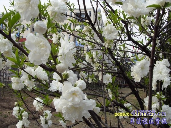 SDC12941.JPG