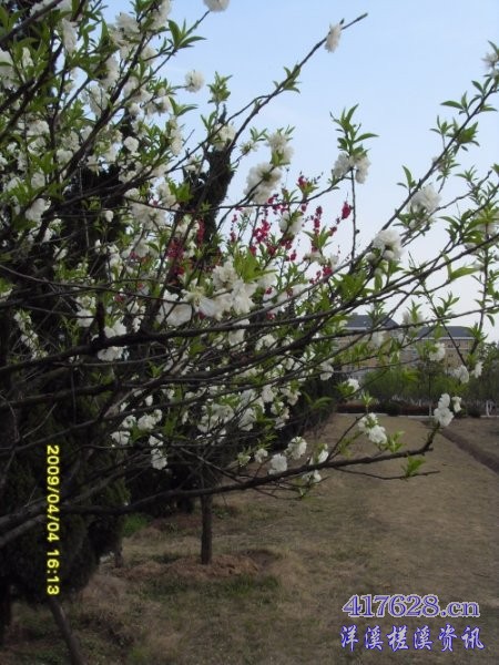 SDC12943.JPG