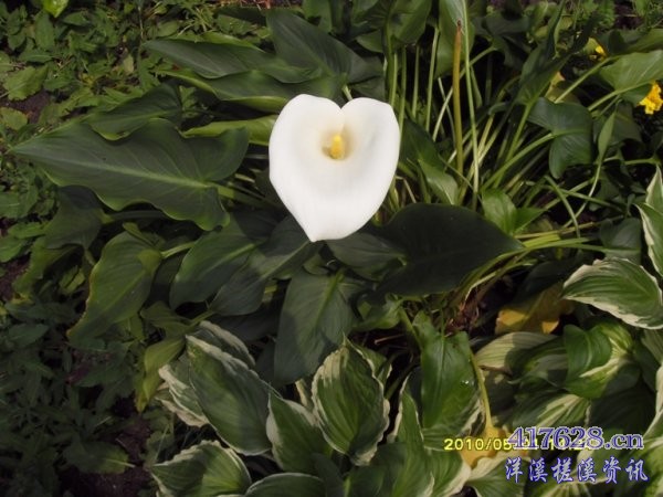SDC13190.JPG